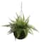 13&#x27;&#x27; Leather Fern in Mossy Hanging Basket, 2ct.